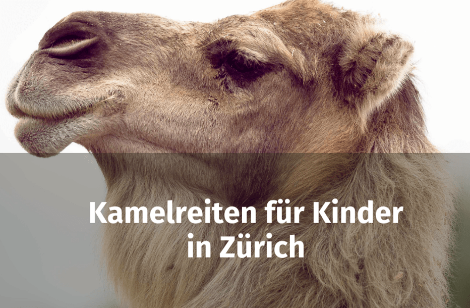 Kamelreiten für Kinder in Zürich Bild