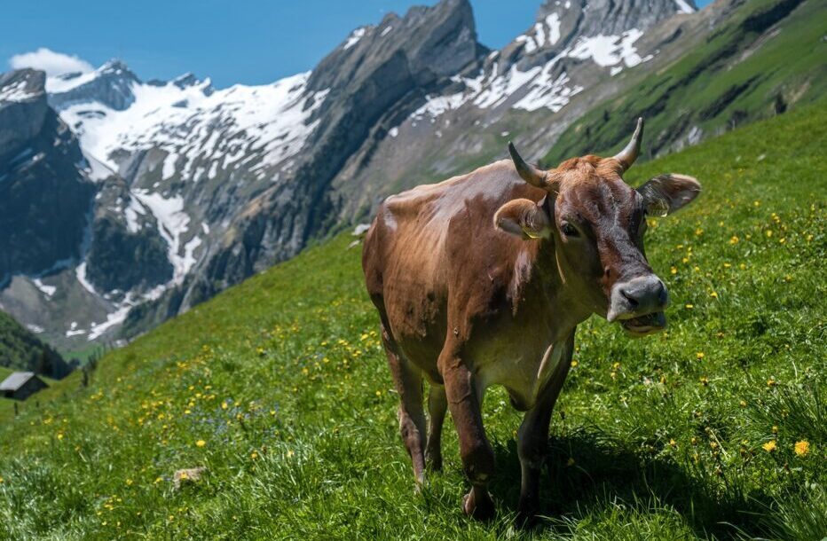 Ideal day in Swiss Bio farm and other eco-friendly tours Image