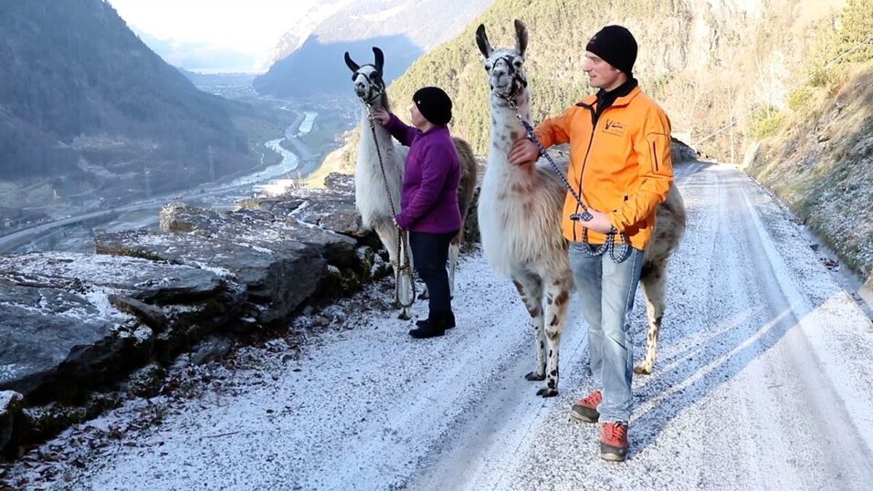 Lama_Trekking_Zentralschweiz